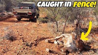 Shooting camels - Central Australia