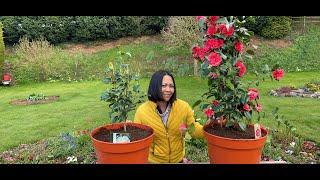 Planting Camellias In Pots