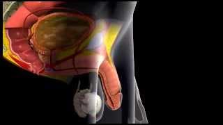 Erection and Ejaculation - 3D Medical Animation  ABP ©