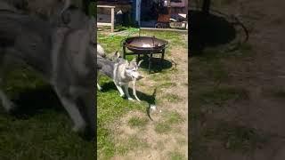 Husky finds a friend...#husky #huskyvideo #huskyfriend #newfriend #backyarddogs #marleythehusky