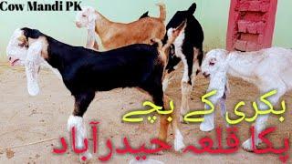 Hyderabad Qilla Bakra Mandi  Today Update Mandi Price  @SabirGoat786