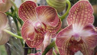 Прекрасные орхидеи к Пасхе в магазине ОБИ