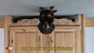 Ep 2 Oakley the Dachshunds BIRTHDAY VLOG - Funny Dog Video