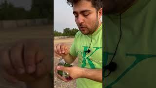 به پر های جدید طوطی ها دست نزنید #طوطی_سانان #parrot