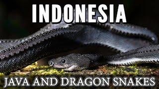 Indonesia Chapter 1 The Wildlife and Reptiles of Java