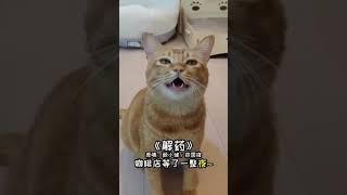 lucu kucing bisa nyanyi mandarin