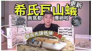 希氏巨山蟻「大爆卵」｜餵食秀螞蟻溺斃？｜【臺灣蟻窟】螞蟻明星