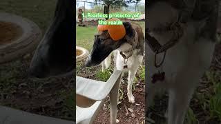 Celes’s 3 Auras #borzoi #aura #dogs #shorts #noodle  #unhinged #funny