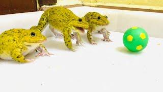 Amazing frog  frog fight something that moves front of them. best fighters