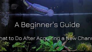 Beginners guide Channa keeping