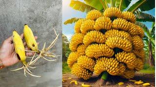 Great Technique For Grafting Bananas Trees From Banana Fruits with Aloe Vera growing bananas trees