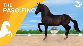 Meet the Paso Fino   Star Stable Horses