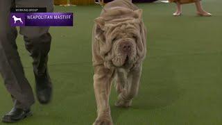 Neapolitan Mastiffs  Breed Judging 2023