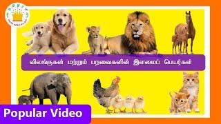 விலங்குகளின் இளமைப் பெயர்கள் Learn Animals and their babies name for kids and children in Tamil