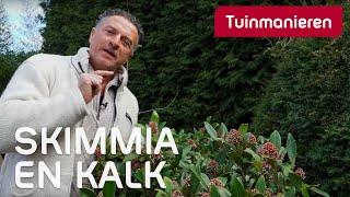 Heeft de Skimmia wel of geen kalk nodig  Tuinmanieren