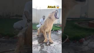 Lions very aggressive  #animalemotion #lionworld #musicgenre #lionslover #wildlife #animals 