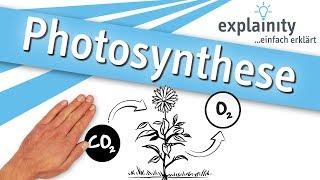 Photosynthese einfach erklärt explainity® Erklärvideo