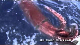 Raw First Ever Video of Giant Squid in Deep Sea