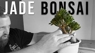 Making a JADE SUCCULENT BONSAI.  JADE BONSAI TREES for beginners. How to prune a JADE PLANT.