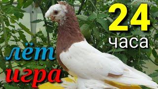 Богатый 24 часа лёт и игра Двухчубые голуби. Tauben. Pigeons. Palomas. Pombos. 비둘기.