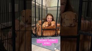 The cutest video ever #dogbreed #xlbully #shortsvideo