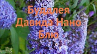 Буддлея давида Нано Блю buddleja davidii nano blue  обзор как сажать саженцы буддлеи Нано Блю