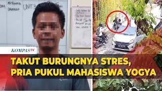 Pengemudi Mobil Pukul Mahasiswa di Yogyakarta Pelaku Lindungi Burung Peliharaannya Ini Kata Polisi