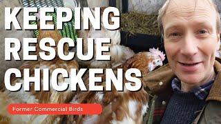 Keeping Rescue Chickens on our smallholding. What are they really like?