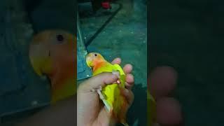 funny love bird#birds #nature #birdslover #lovebird#lovebirds#funny