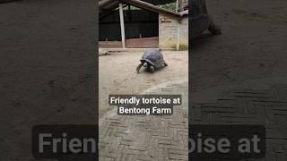 Friendly giant tortoise at Bentong Farm comes out to play #travel #animals #animal