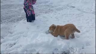 Бугай Алабай. Маленькое счастье.