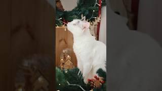 Vianoce s mačkami  BIANO.sk  #Vianocesmačkami #vianoce #mačky