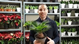 Cuidados de la PLANTA Cycas revoluta. ¿Son aptas para INTERIOR y EXTERIOR de tu casa?