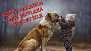 Evde Bakılabilecek En Uysal Köpek Türleri   #birkapsuver 