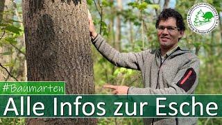 Alle Infos zur Esche und zum Eschentriebssterben