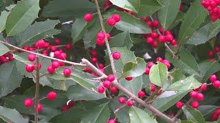 Why South Carolina gardeners are growing native plants