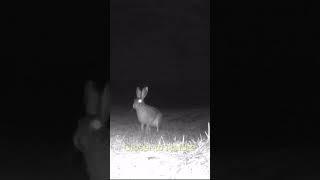 Заяц неуверенно подходит к фотоловушке  Hare approaches the camera trap