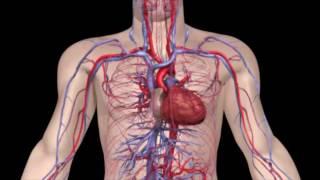 Анатомия. Кровеносная система