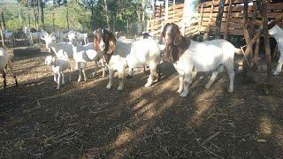 Pure Boer and Savanna Goats Farm in Kenya