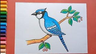 Easy and simple Bird  drawing  How to drawing Blue Jay bird  How to draw a bird