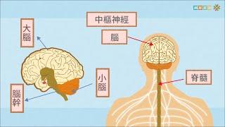 108新課綱｜七上生物｜【觀念】人體的神經系統–2