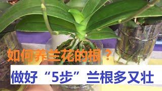 兰花的根要怎么养？做好这“5步”，蝴蝶兰的根多又壮，年年开花！（阿涛养花84期）Raising Phalaenopsis！