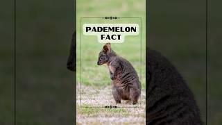 Meet the Mini Kangaroo Fascinating Pademelons  #animalfacts #nature #natureshorts #naturefacts