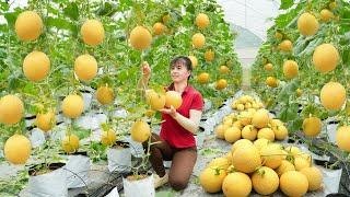 Harvesting Cantaloupe Goes To Market Sell - Distillation and preservation of lard  Free Bushcraft