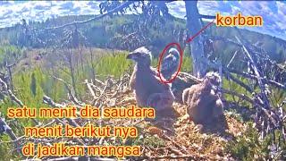 Sadis anak alap alap kembali jadi korban elang eagle kill baby goshawk