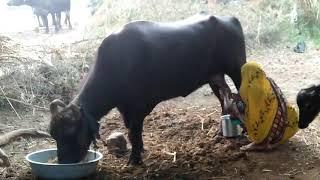 BUFFALO MILKING BY WOMAN HANDS VILLAGE GUJARAT REAL ALL MILKING VIDEO