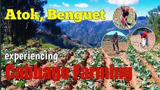 ATOK BENGUET  Experiencing Cabbage Farming #atok #benguet #atokbenguet #cabbagefarm