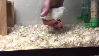 Button Quail Getting Hand Tamed