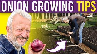 Onion 101 A Beginners Guide to Growing Onions and Spring Onions from Seed for Large Harvests