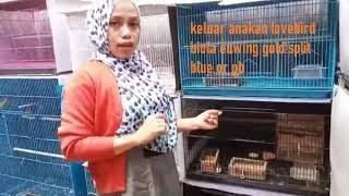 panen anakan lovebird biola dari indukan mewah